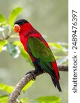 Purple-bellied Lory - Lorius hypoinochrous, beautiful colored parrot endemic to tropical moist lowland forests of Papua New Guinea.