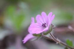 Purple-colored Cranes Are The Common Name Of The Flowers In Gardening That Make Up The Genus Geranium In The Turnagasigiller Family. More Than 400 Species Are Known In The World.