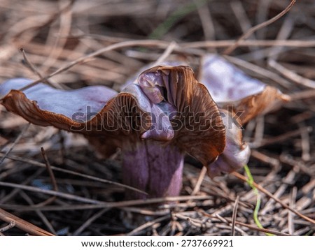 Purple-colored mushroom exploding from under the pine tree needles in the forest