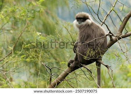 Purple-faced langur Semnopithecus vetulus also purple-faced leaf monkey, Old World monkey that endemic to Sri Lanka, long-tailed arboreal monkey, eating leafs and blossoms in the jungle.
