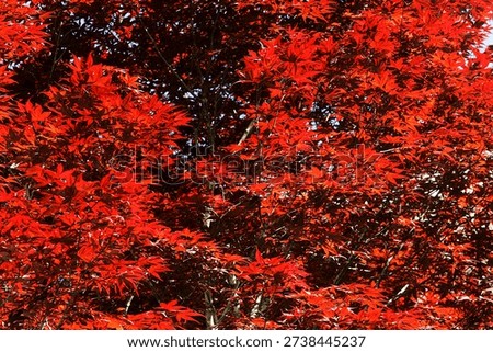 Purple-leaf maple is a unique deciduous shrub or small tree belonging to the Aceraceae family, unlike common maple trees that turn red in autumn.