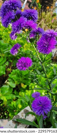 #purplepeacockflowers #naturalflowers #purpleflowers #natural #beautifulflowers #