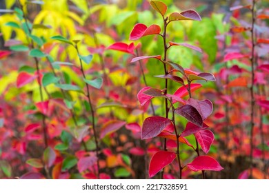 Purple-red Leaves Of Thunberg's Barberry Or Japanese Barberry In Autumn. Bright Colors Of Autumn Foliage.