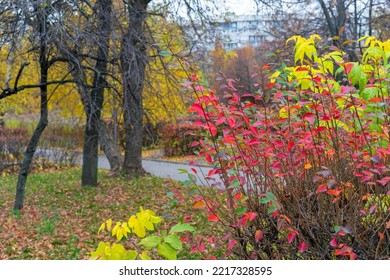 Purple-red Leaves Of Thunberg's Barberry Or Japanese Barberry In Autumn. Bright Colors Of Autumn Foliage.