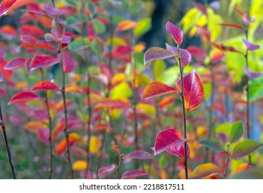 Purple-red Leaves Of Thunberg's Barberry Or Japanese Barberry In Autumn. Bright Colors Of Autumn Foliage.