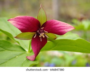 Purple/Red Trillium