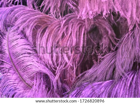 Purples, lilacs and pinks feathers