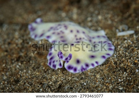 Purple-spotted flatworm crawling over sandy seabed in Anilao Philippines