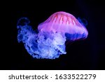 The Purple-striped Jellyfish (Chrysaora colorata) isolated on black background