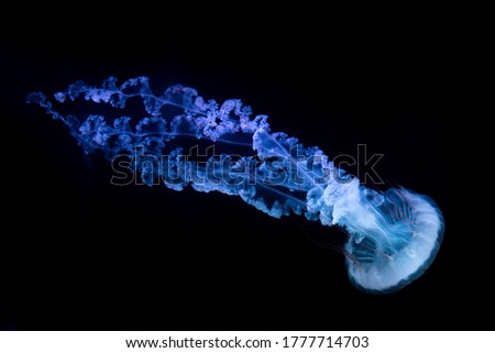 The Purple-striped Jellyfish (Chrysaora colorata) isolated on black background