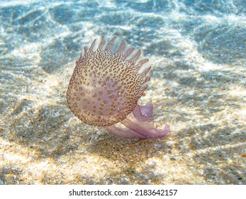 purple-striped jellyfish floating in the shore of the beach. Pelagia noctiluca species in the family Pelagiidae living in the Mediterranean Sea, the North Sea and Atlantic, Mexico, and Australia.