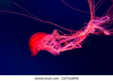 The Purple-striped Jellyfish On a blue background. Chrysaora pacifica