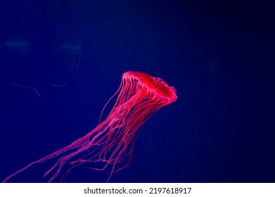 The Purple-striped Jellyfish On a blue background. Chrysaora pacifica