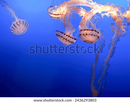 Purple-Striped Jellyfish, or Pelagia Noctiluca, in a blue aquarium tank. Deep, vibrant colors. Ethereal, soft, and dreamlike, they carry a painful sting and are opportunistic, warm-water predators.