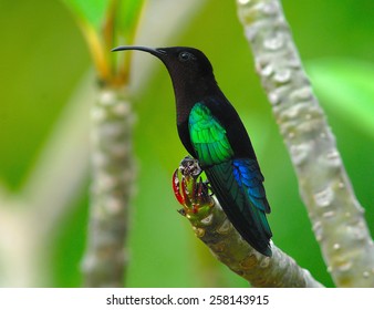 Purple-Throated Carib (Eulampis Juglaris) On Frangipani (Plumeria) In Montserrat, West Indies, Caribbean