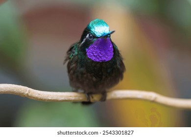 Purple-throated Mountain-gem (Lampornis calolaemus) hummingbird in Costa Rica, perched with iridescent green, blue, and purple feathers. Small bird with vibrant colors from the mountain cloud forest.  - Powered by Shutterstock