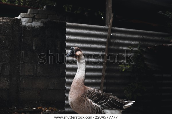 purpose pet goose for breed\
farm