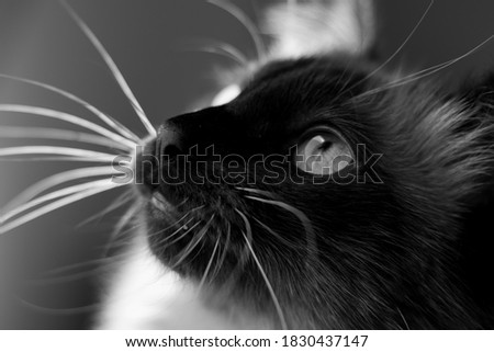 Similar – fernet Animal Pet Cat