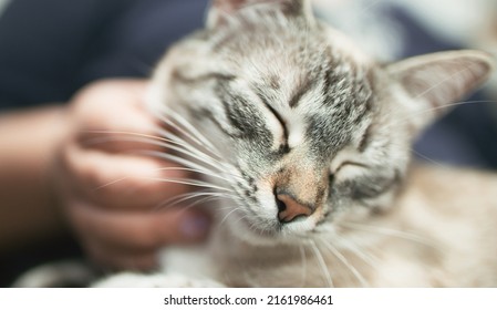 Purring kitty affection. Loving pet. Sweet owner animal relationship Woman petting contended sleepy cat. - Shutterstock ID 2161986461