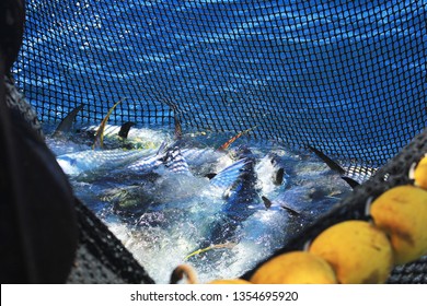 Purse Seine Full Of Tunas