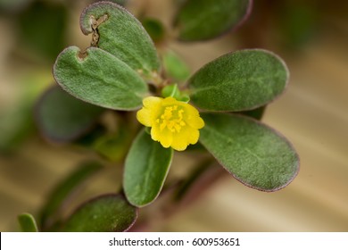 Purslane Common Purslane Common Garden Purslane Stock Photo 600953651 ...