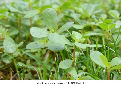 A Purslane Lettuce Plant Growing On Sunshine