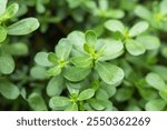 Purslane plants: Portulaca oleracea common purslane, verdolaga, red root.