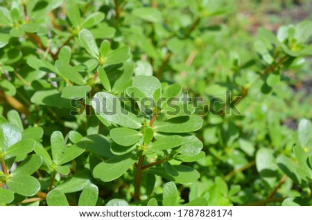 Purslane plants: Portulaca oleracea common purslane, verdolaga, red root