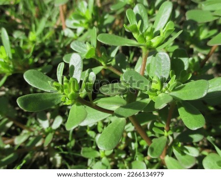 Purslane (Portulaca oleracea), close-up in sunny outdoor