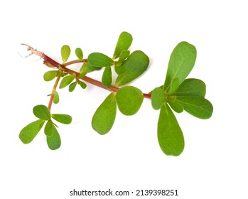 1,876 Purslane tree Images, Stock Photos & Vectors | Shutterstock