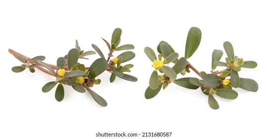 1,876 Purslane tree Images, Stock Photos & Vectors | Shutterstock