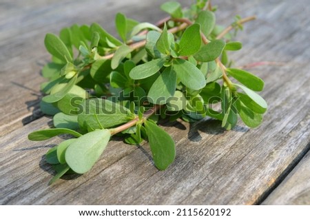 purslane vegetable: Portulaca oleracea, common purslane on wooden table