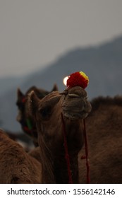 pushkar camel fair 2k19 ... the king of desert is looking adorable