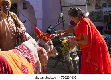 Pushkar / India 27 October 2017 Indian Hindu women worshiping a holy cow at Pushkar city  in Rajasthan India
