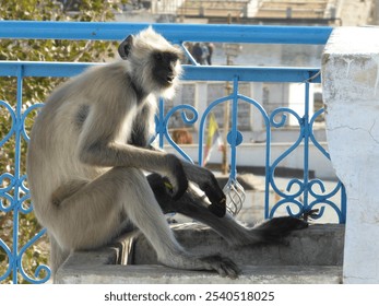 Pushkar, Rajasthan, India. 06-02-2017. Large gray Semnopithecus Langur Monkey sits against blue metal railing on stone flag. Monkey has black face. - Powered by Shutterstock