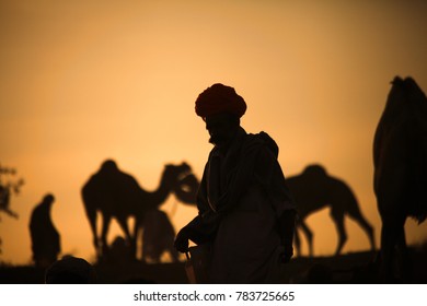 Pushkar. Rajasthan. India - November 25, 2014 : Silhouette of Camels against Golden light of the Sunrise at Pushkar Camel Fair (Pushkar Mela) - Shutterstock ID 783725665