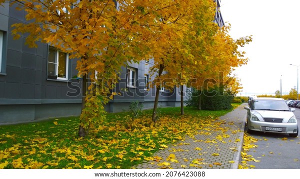 Pushkin, Russia - October, 2020: Car parking on\
city road near house. Yellow orange dry fallen maple leaves on\
asphalt. Golden autumn street. Fall in town. Tree. Sustainable\
Living. Ecology\
concept.