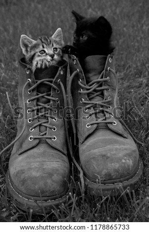 Puss in Boots 