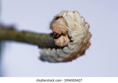 puss caterpillar - Megalopyge opercularis -head shot with selected focus on the head and mouth parts,  larval form of southern Flannel moth on oak leaves