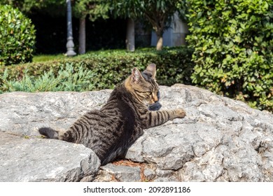 Puss is lying on stone. Striped cat is lying on large stone. Cat was basking in sun, but when a person approached, she became alert .