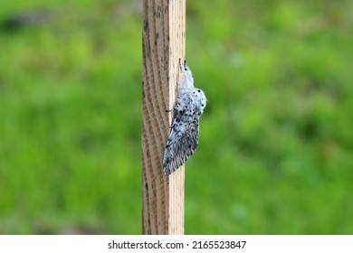 Puss moth butterfly (Cerura vinula) resting daytime on a wooden slat close up natural conditions, sunny day, summer, Europe