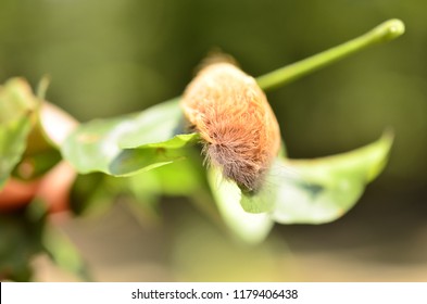 Puss Moth Caterpillar