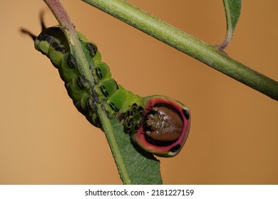 Puss Moth Caterpillar ( Cerua Vinula )