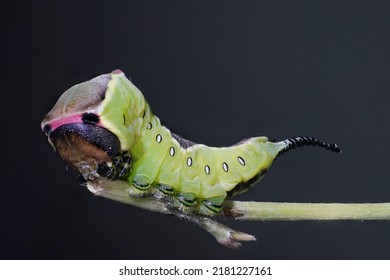 Puss Moth Caterpillar ( Cerua Vinula )