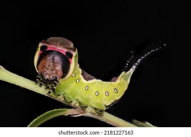 Puss Moth Caterpillar ( Cerua Vinula )
