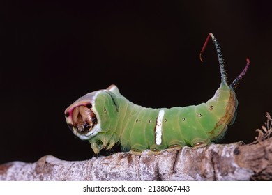 puss moth, Caterpillar in defensive pose, Cerura vinula, Notodontidae