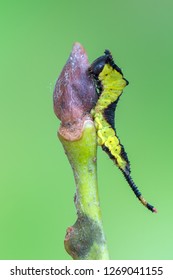 The Puss Moth - Cerura Vinula