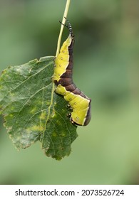 Puss Moth Larve Caterpillar On Leaf