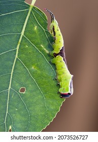 Puss Moth Larve Caterpillar On Leaf