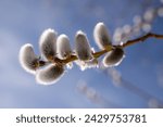 Pussy willow. Beautiful fluffy pussy willow of the frosty willow (Salix daphnoides) against the blue sky.  Extreme close-up of buds on a willow tree consisting of white fuzz and yellow pollen. 